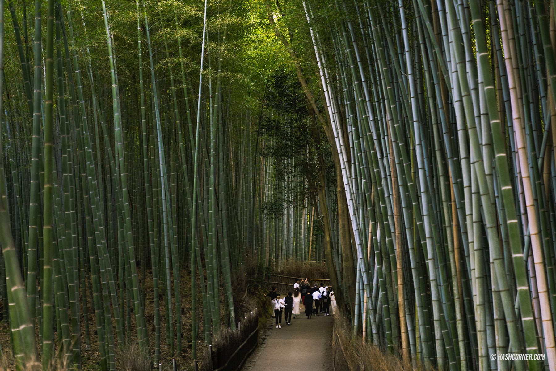 รีวิว เกียวโต (Kyoto) x ญี่ปุ่น เก็บครบ 26 ที่เที่ยว