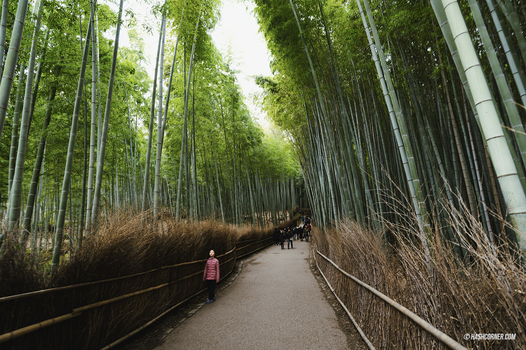 รีวิว เกียวโต (Kyoto) x ญี่ปุ่น เก็บครบ 26 ที่เที่ยว