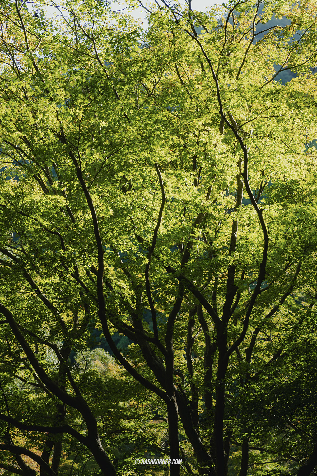 รีวิว เกียวโต (Kyoto) x ญี่ปุ่น เก็บครบ 26 ที่เที่ยว