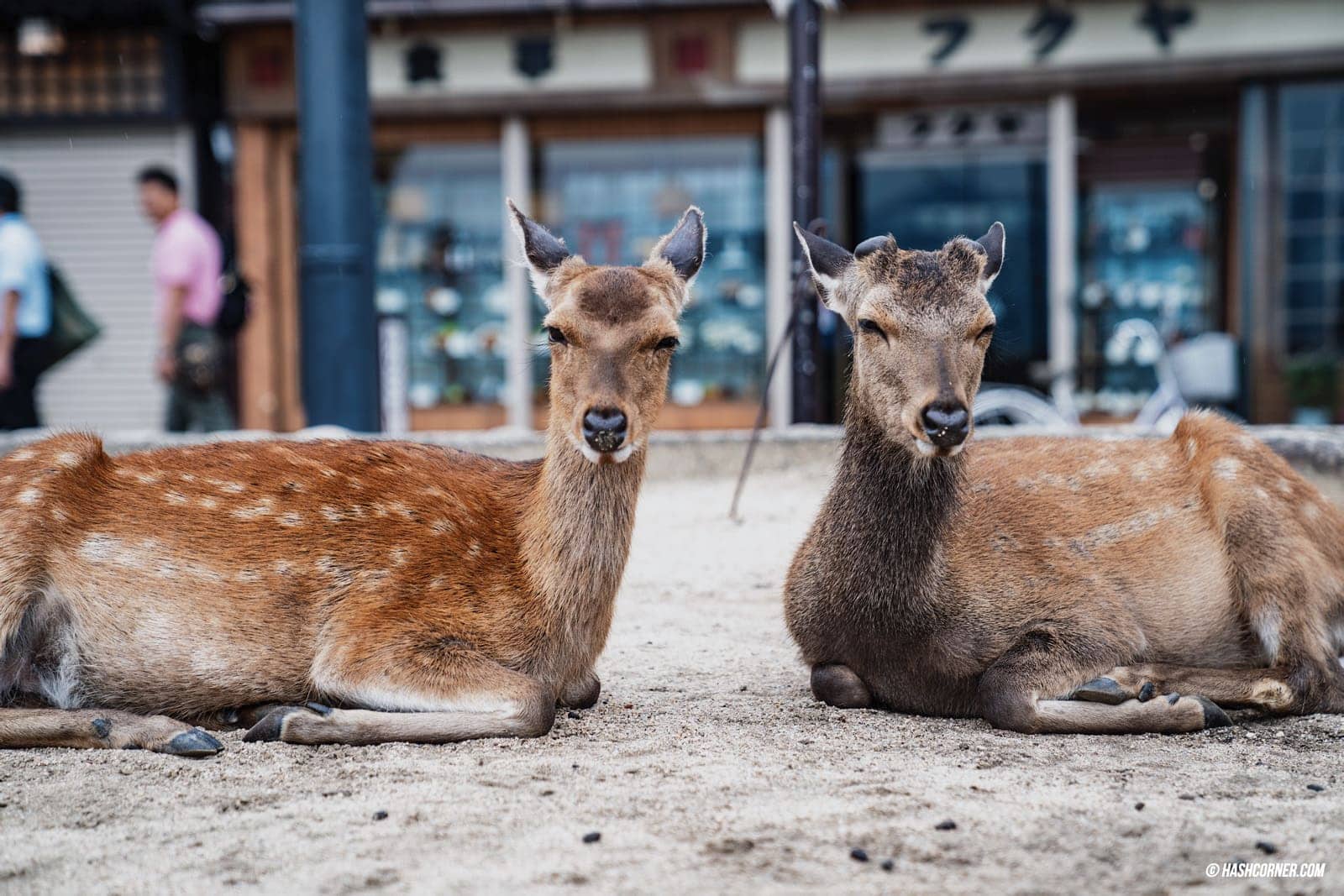 รีวิว เกาะมิยาจิม่า (Miyajima) x ฮิโรชิม่า เที่ยวญี่ปุ่น