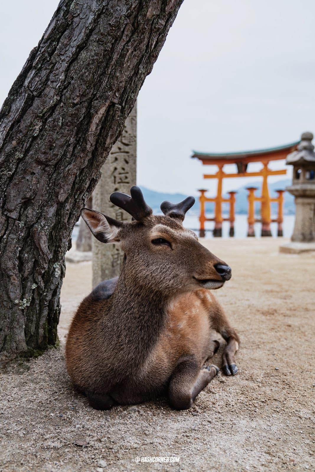 รีวิว เกาะมิยาจิม่า (Miyajima) x ฮิโรชิม่า เที่ยวญี่ปุ่น