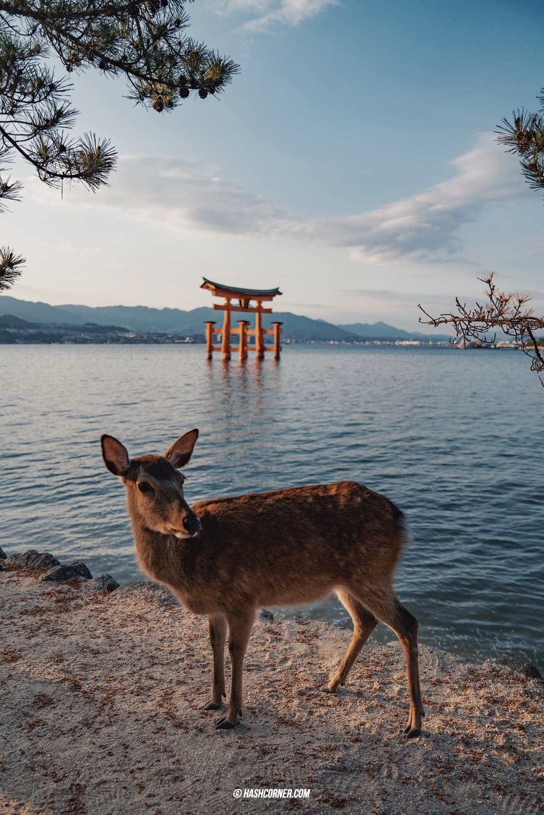 รีวิว เกาะมิยาจิม่า (Miyajima) x ฮิโรชิม่า เที่ยวญี่ปุ่น