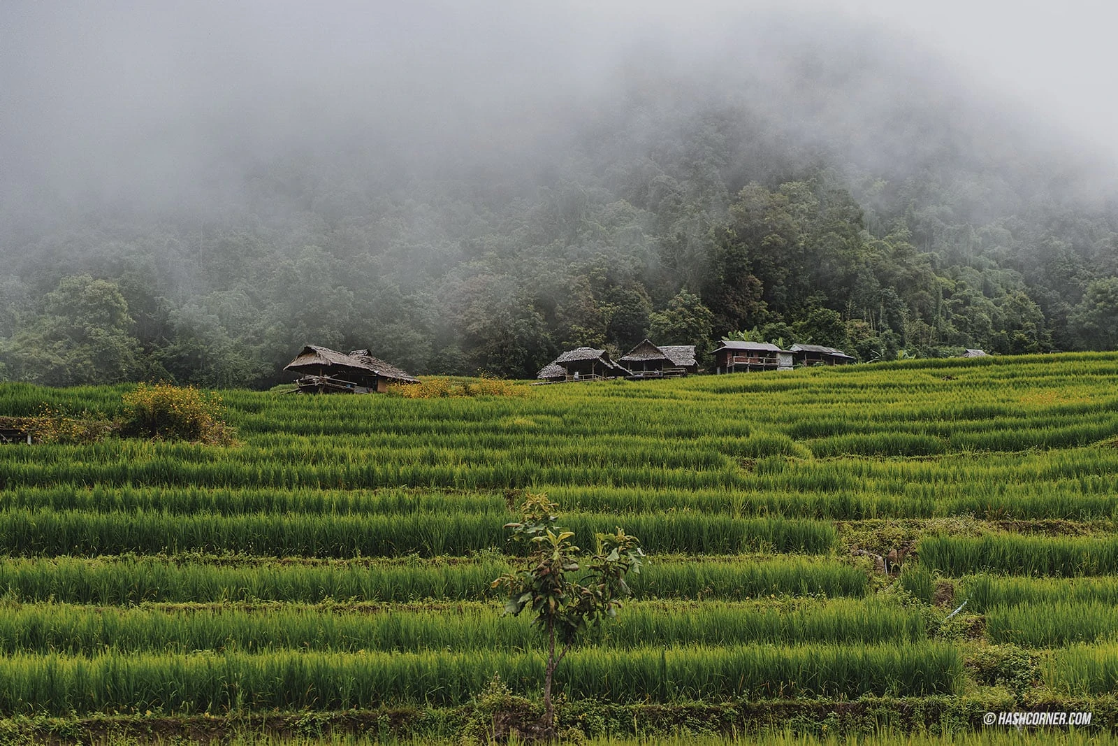รีวิว ป่าบงเปียง x เชียงใหม่ นาขั้นบันไดที่สุดในไทย