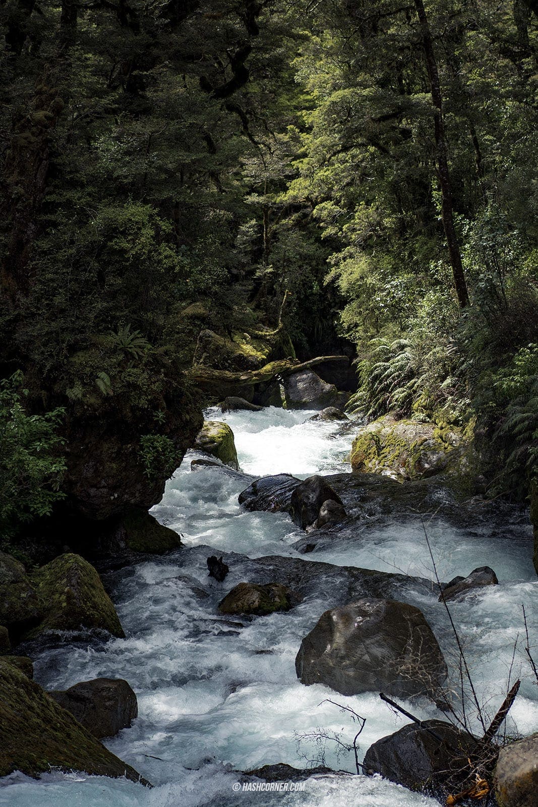 รีวิว ฟยอร์ดแลนด์-มิลฟอร์ดซาวด์ (Fiordland-Milford Sound) x นิวซีแลนด์ เกาะใต้