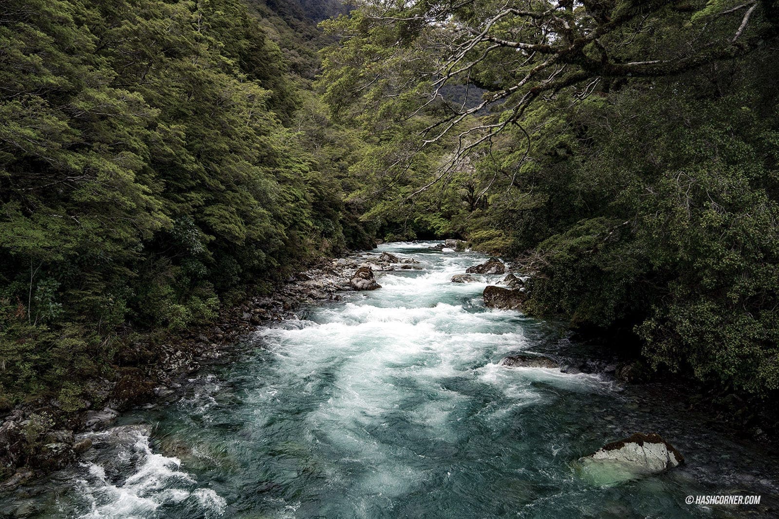 รีวิว ฟยอร์ดแลนด์-มิลฟอร์ดซาวด์ (Fiordland-Milford Sound) x นิวซีแลนด์ เกาะใต้