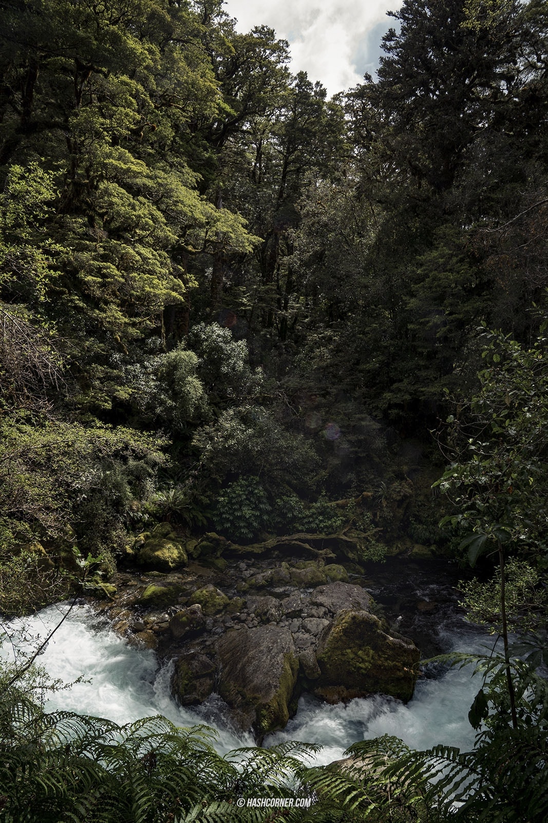 รีวิว ฟยอร์ดแลนด์-มิลฟอร์ดซาวด์ (Fiordland-Milford Sound) x นิวซีแลนด์ เกาะใต้