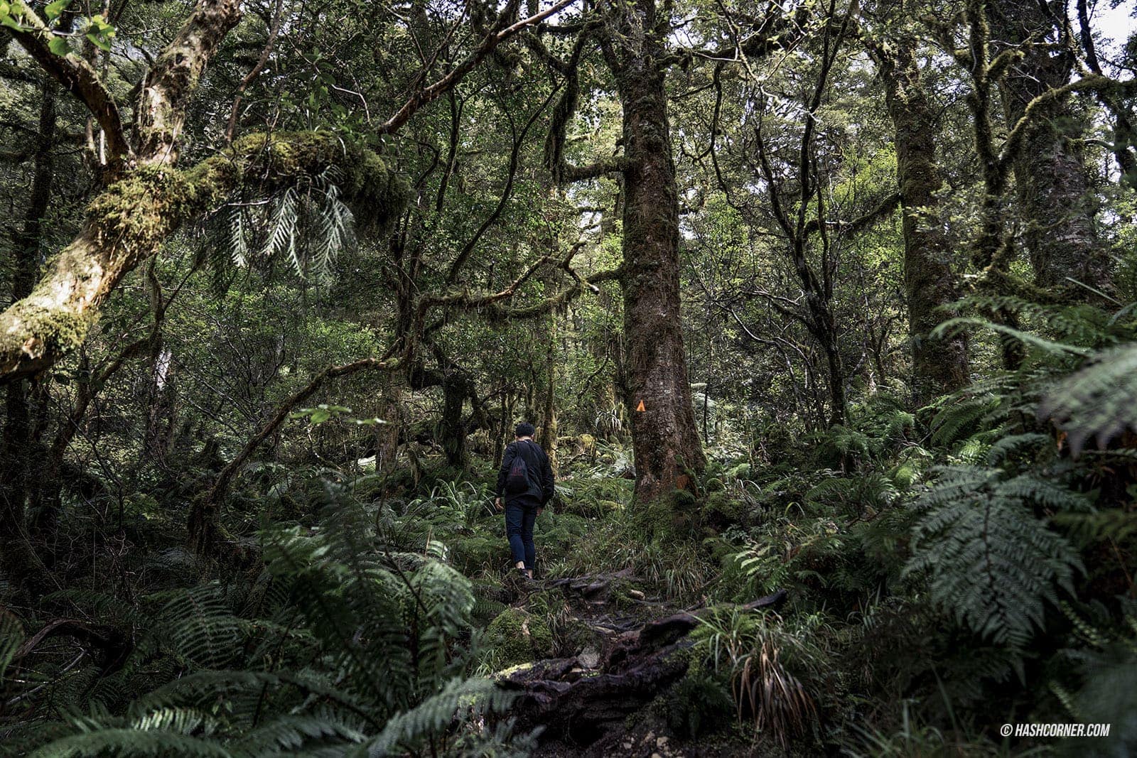 รีวิว ฟยอร์ดแลนด์-มิลฟอร์ดซาวด์ (Fiordland-Milford Sound) x นิวซีแลนด์ เกาะใต้