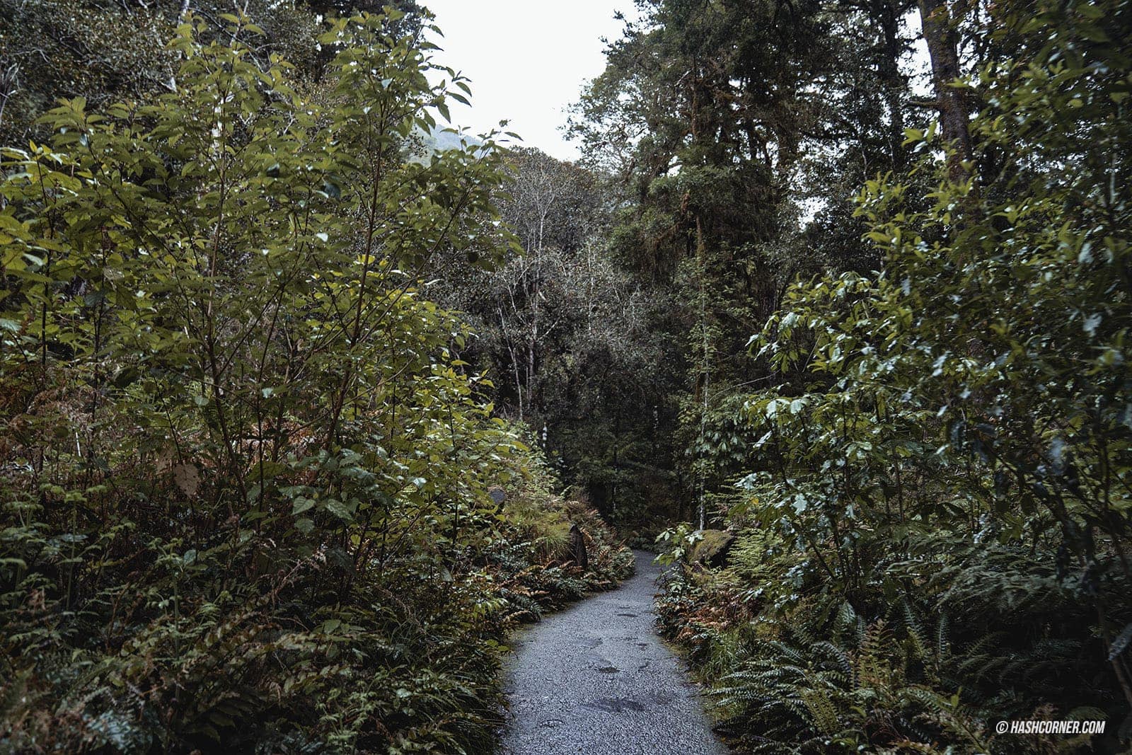 รีวิว วานากา (Wanaka) x เที่ยวเกาะใต้ นิวซีแลนด์
