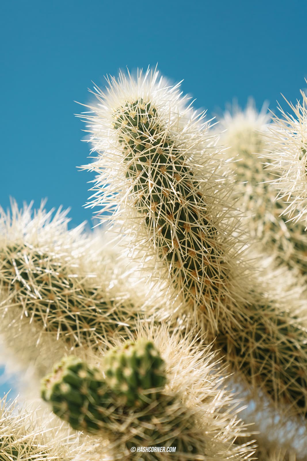 รีวิว Joshua Tree National Park x แคลิฟอร์เนีย อเมริกา