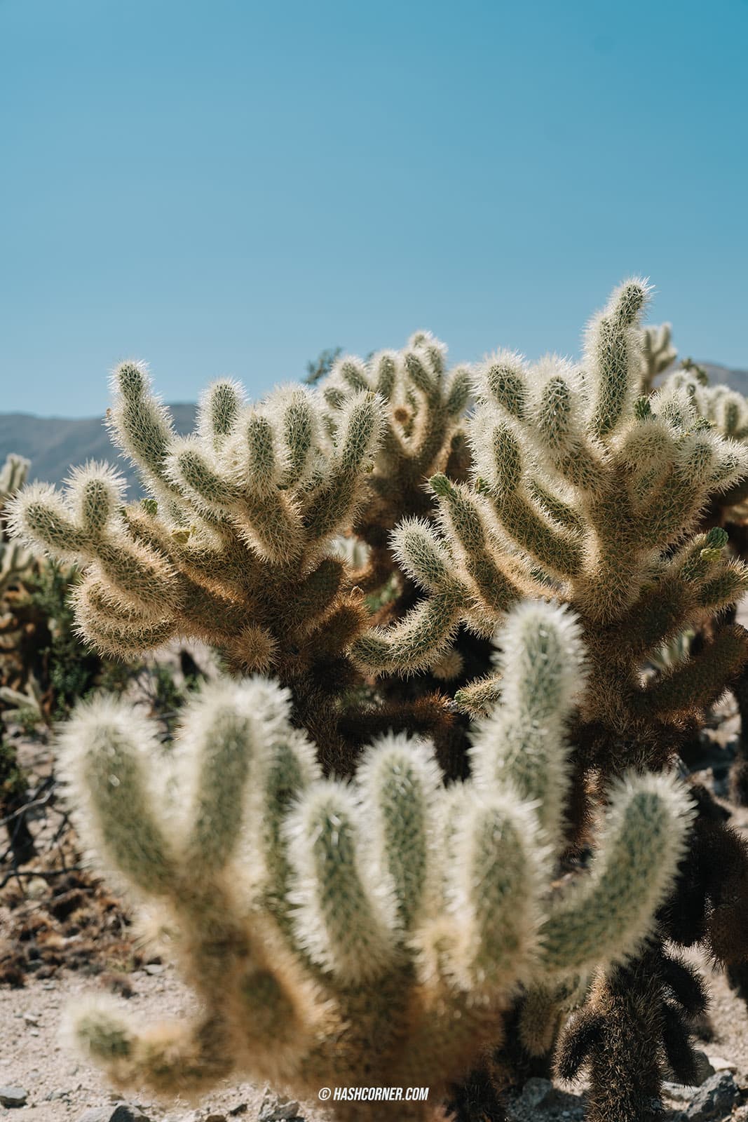 รีวิว Joshua Tree National Park x แคลิฟอร์เนีย อเมริกา