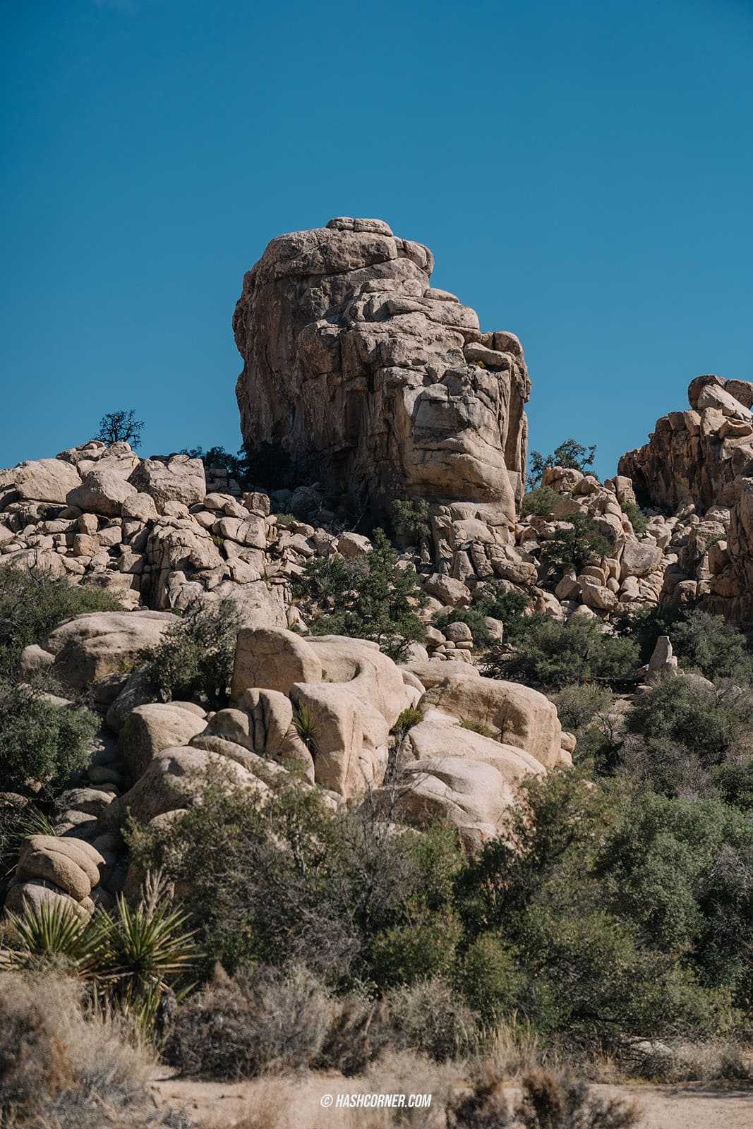 รีวิว Joshua Tree National Park x แคลิฟอร์เนีย อเมริกา