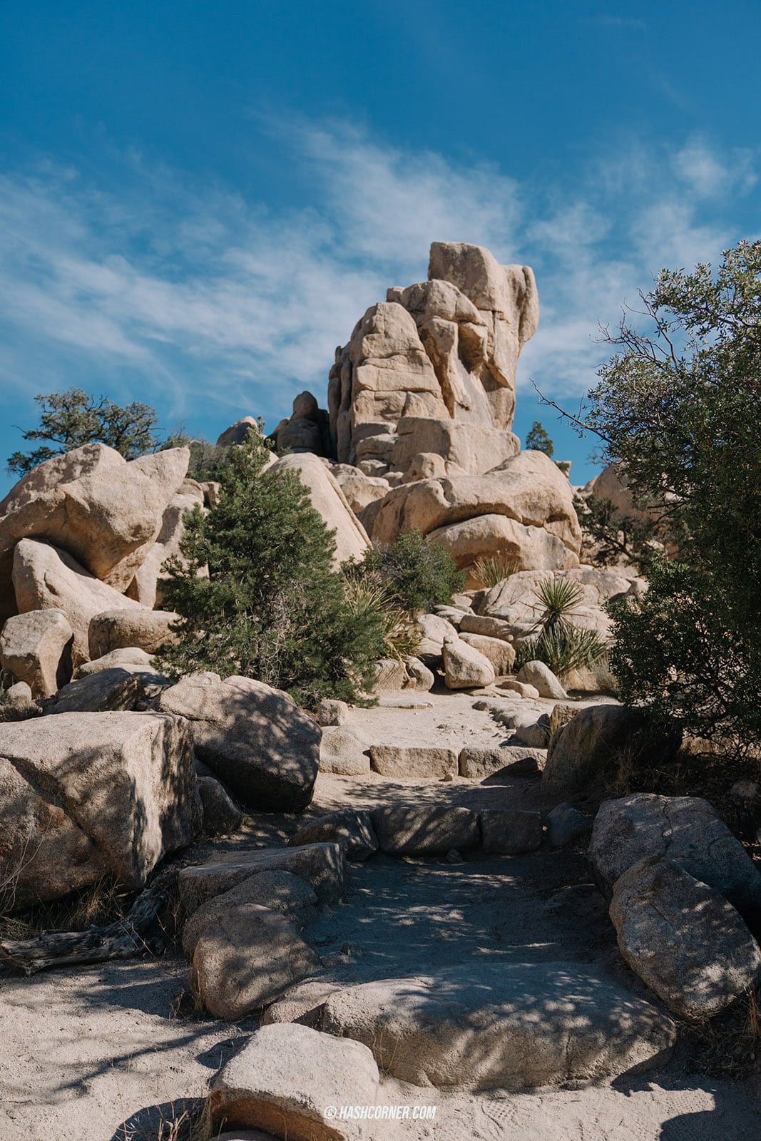 รีวิว Joshua Tree National Park x แคลิฟอร์เนีย อเมริกา