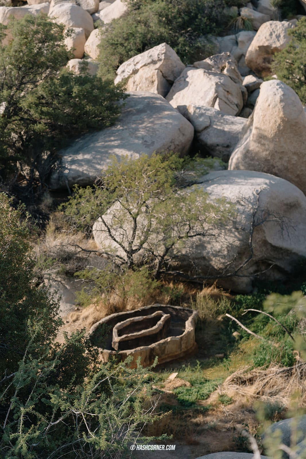 รีวิว Joshua Tree National Park x แคลิฟอร์เนีย อเมริกา