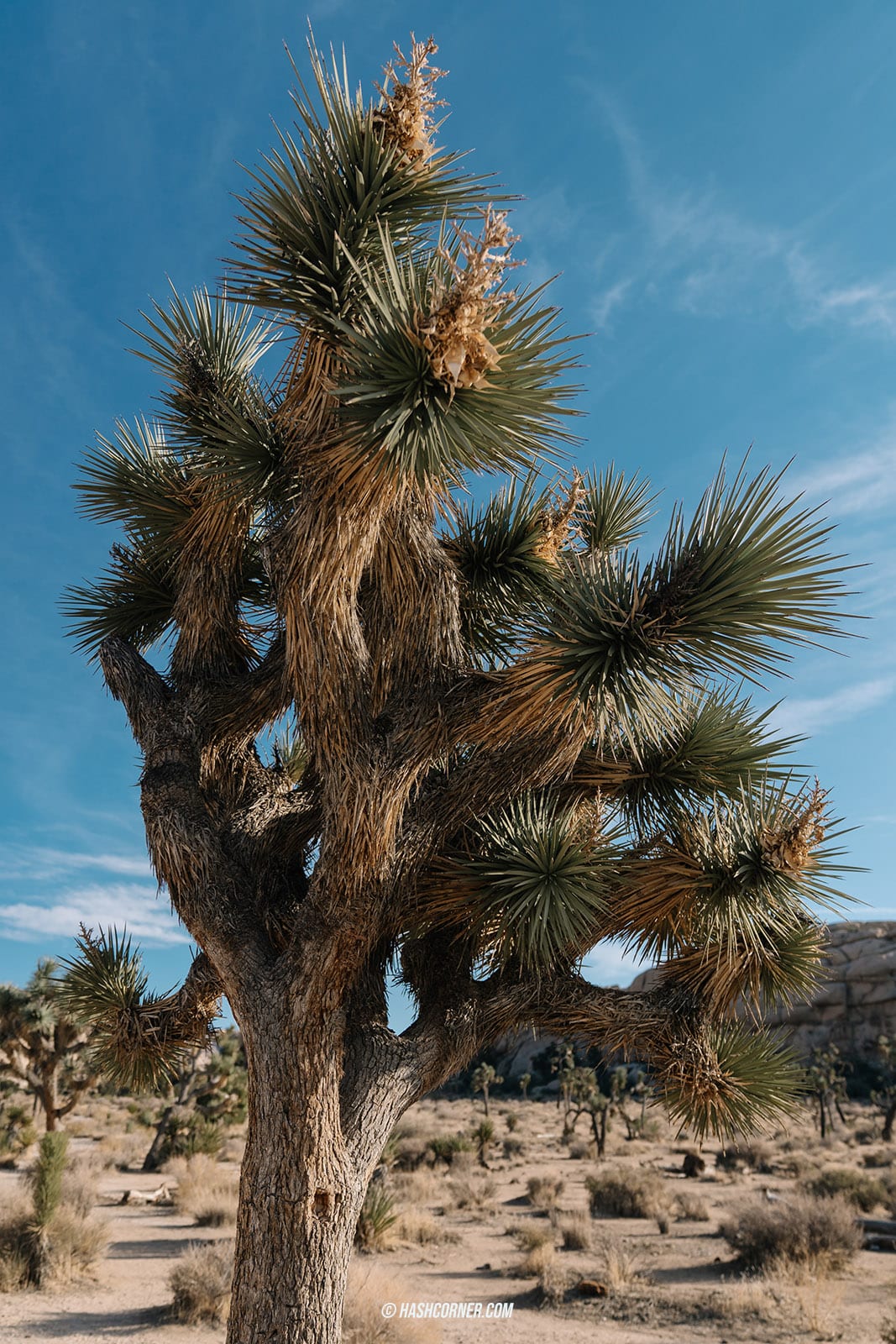 รีวิว Joshua Tree National Park x แคลิฟอร์เนีย อเมริกา