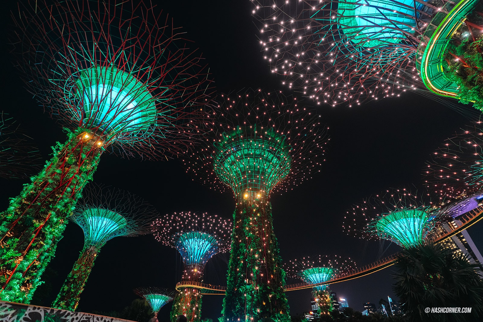 รีวิว Gardens By The Bay / Flower Dome และ Cloud Forest สิงคโปร์