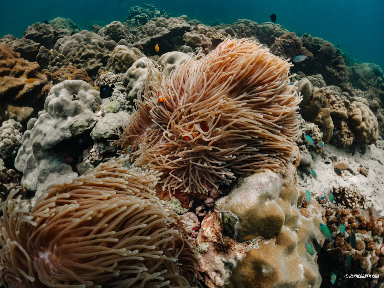 รีวิว เกาะพีพี x กระบี่ เดย์ทริปเที่ยวดำน้ำ-ดูปะการัง