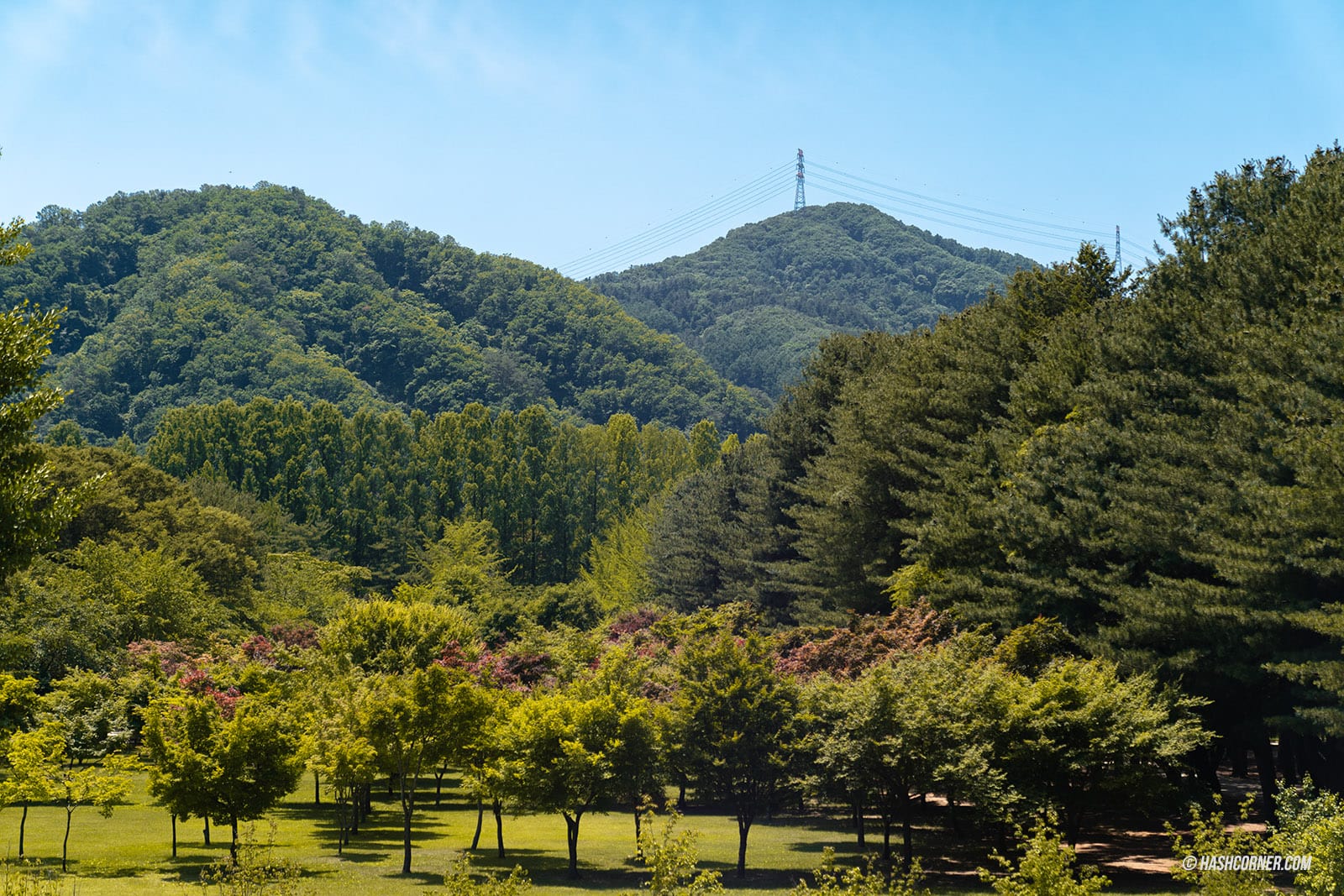 รีวิว เกาะนามิ (Nami Island) x เกาหลี เที่ยวตามรอยเพลงรักสายลมหนาว
