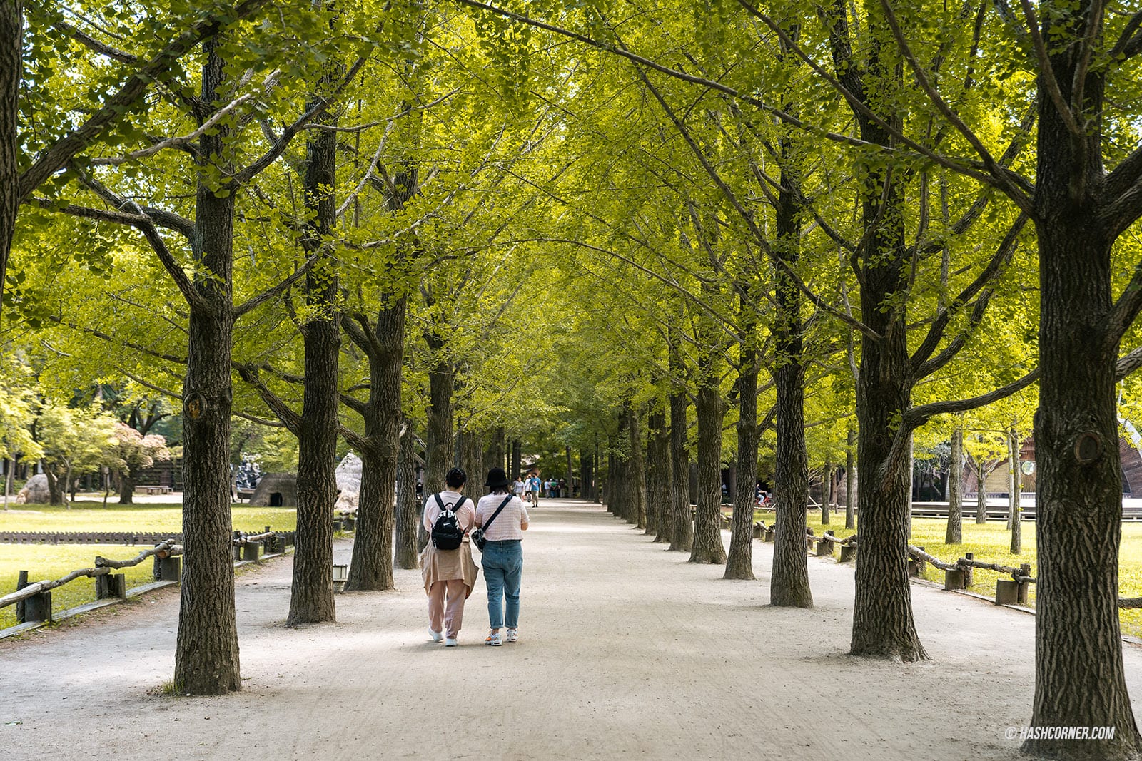 รีวิว เกาะนามิ (Nami Island) x เกาหลี เที่ยวตามรอยเพลงรักสายลมหนาว