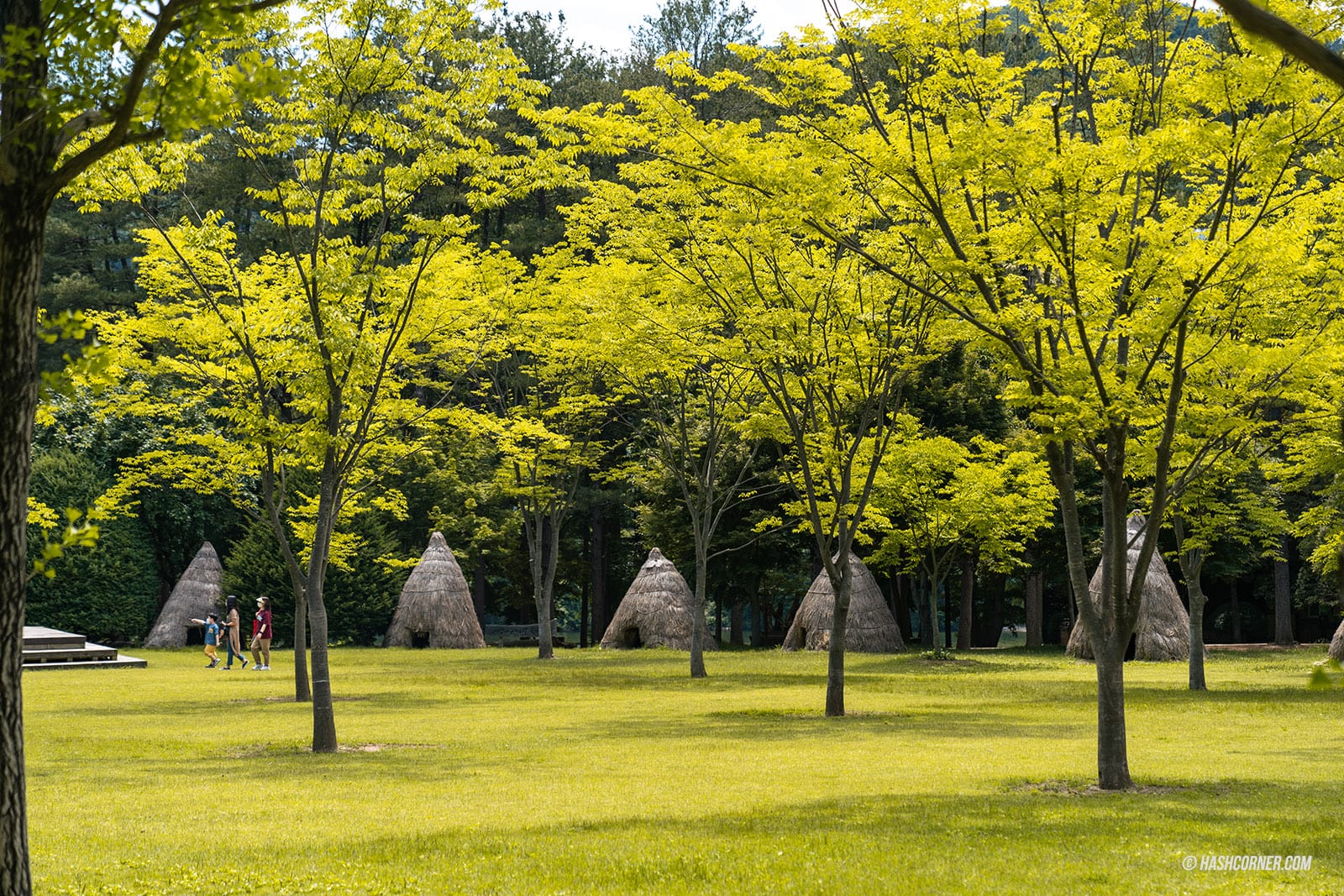 รีวิว เกาะนามิ (Nami Island) x เกาหลี เที่ยวตามรอยเพลงรักสายลมหนาว