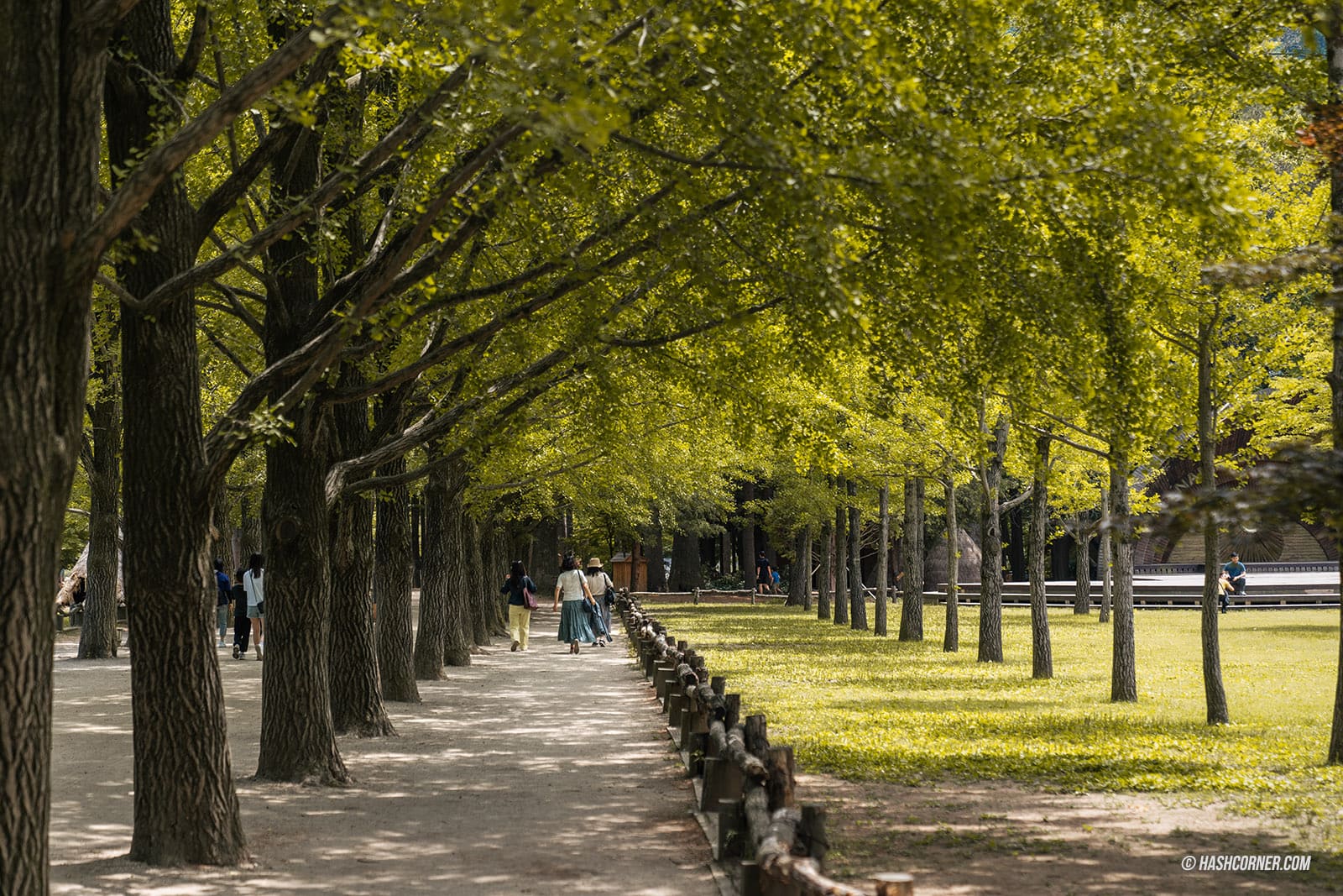 รีวิว เกาะนามิ (Nami Island) x เกาหลี เที่ยวตามรอยเพลงรักสายลมหนาว