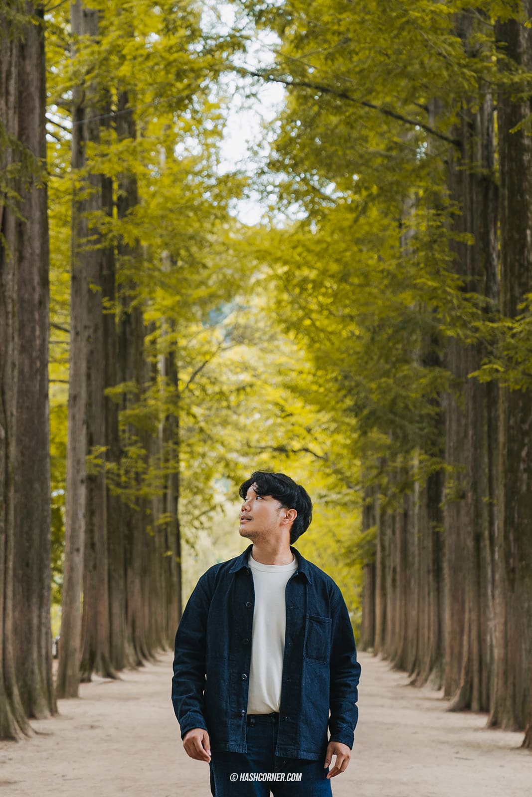 รีวิว เกาะนามิ (Nami Island) x เกาหลี เที่ยวตามรอยเพลงรักสายลมหนาว