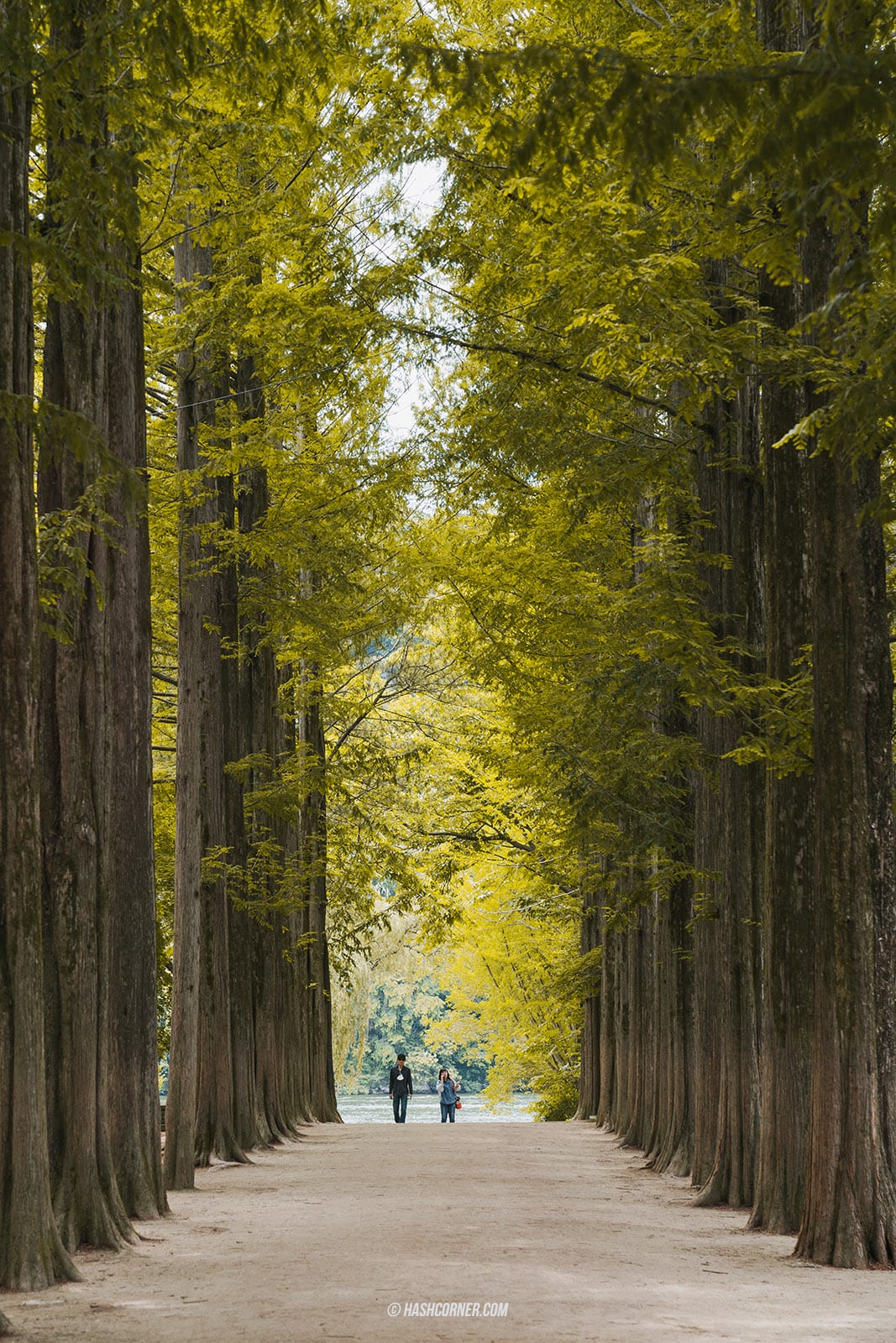 รีวิว เกาะนามิ (Nami Island) x เกาหลี เที่ยวตามรอยเพลงรักสายลมหนาว