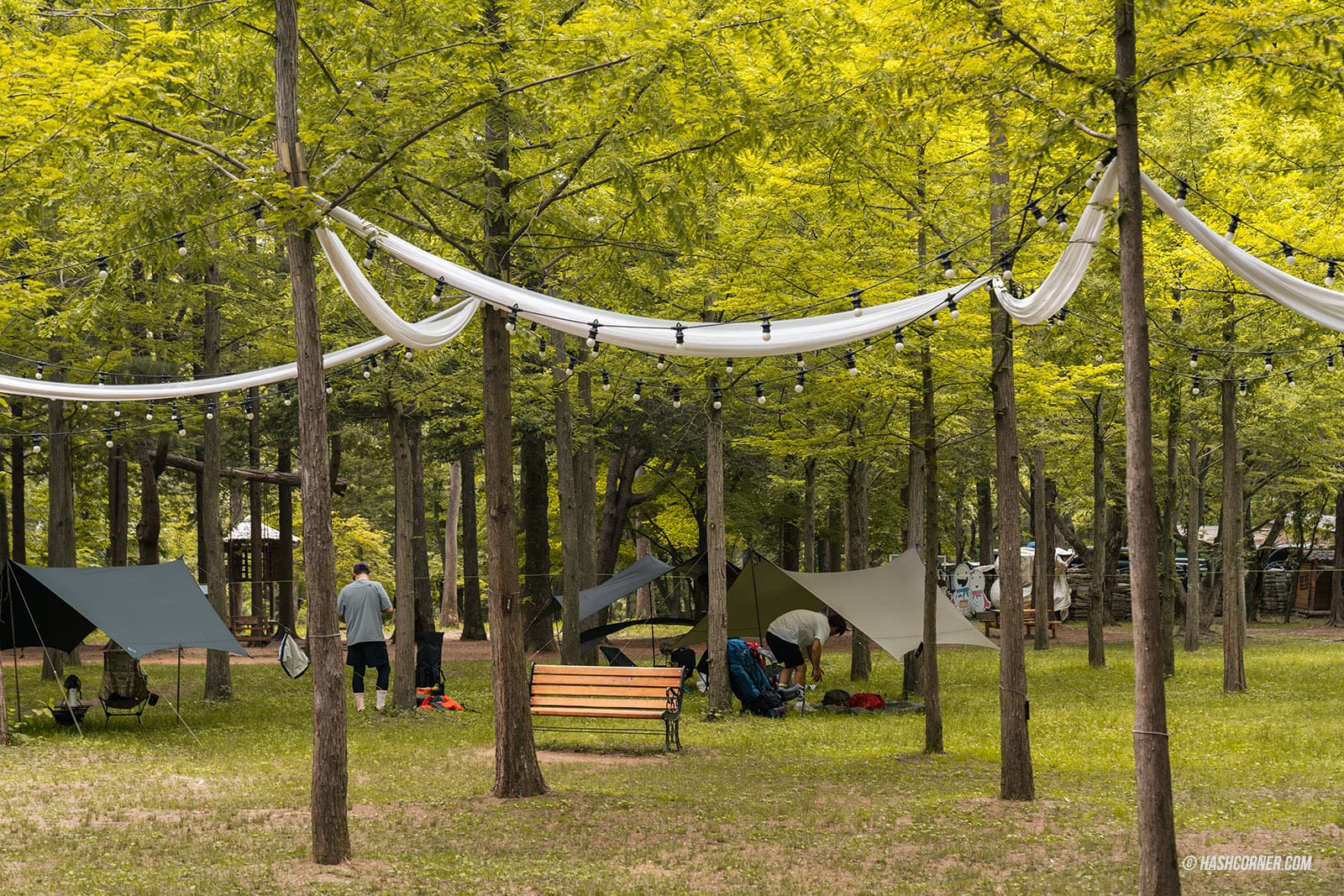 รีวิว เกาะนามิ (Nami Island) x เกาหลี เที่ยวตามรอยเพลงรักสายลมหนาว