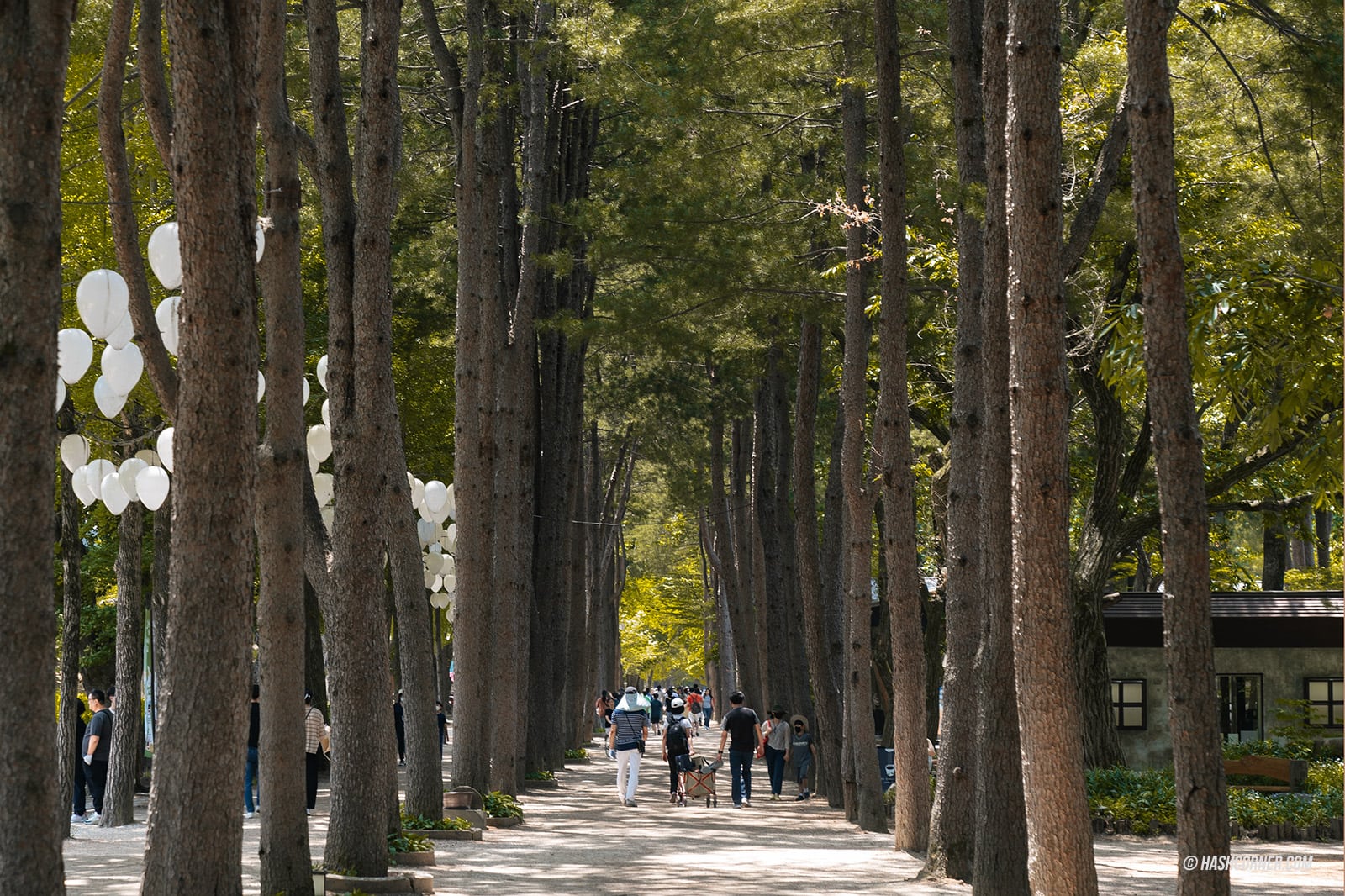 รีวิว เกาะนามิ (Nami Island) x เกาหลี เที่ยวตามรอยเพลงรักสายลมหนาว