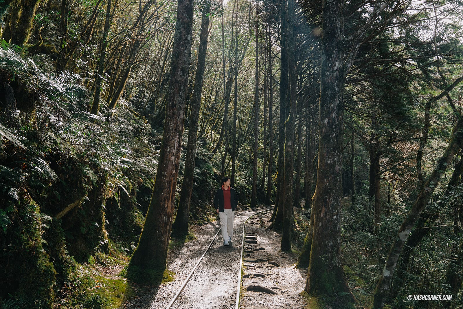 รีวิว ไถ่ผิงซาน (Taipingshan) x ไต้หวัน เที่ยวเดินป่าที่เงียบที่สุด