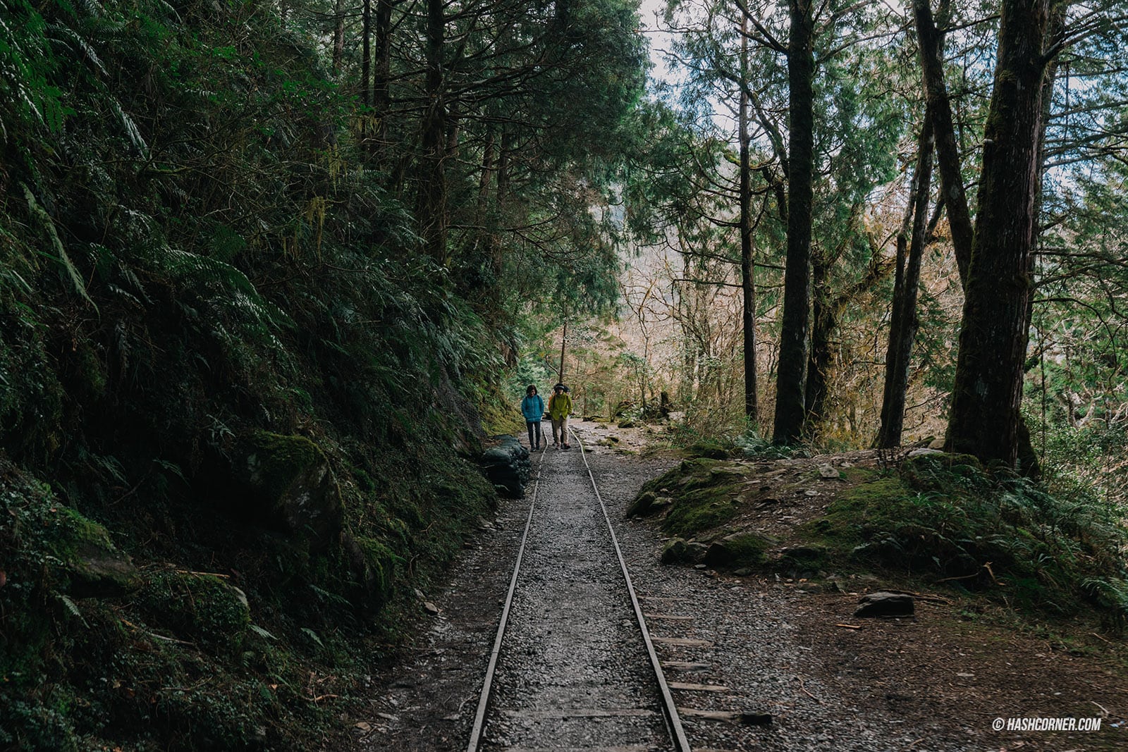 รีวิว ไถ่ผิงซาน (Taipingshan) x ไต้หวัน เที่ยวเดินป่าที่เงียบที่สุด