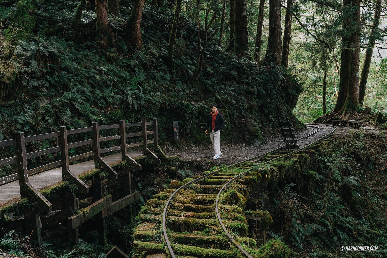 รีวิว ไถ่ผิงซาน (Taipingshan) x ไต้หวัน เที่ยวเดินป่าที่เงียบที่สุด