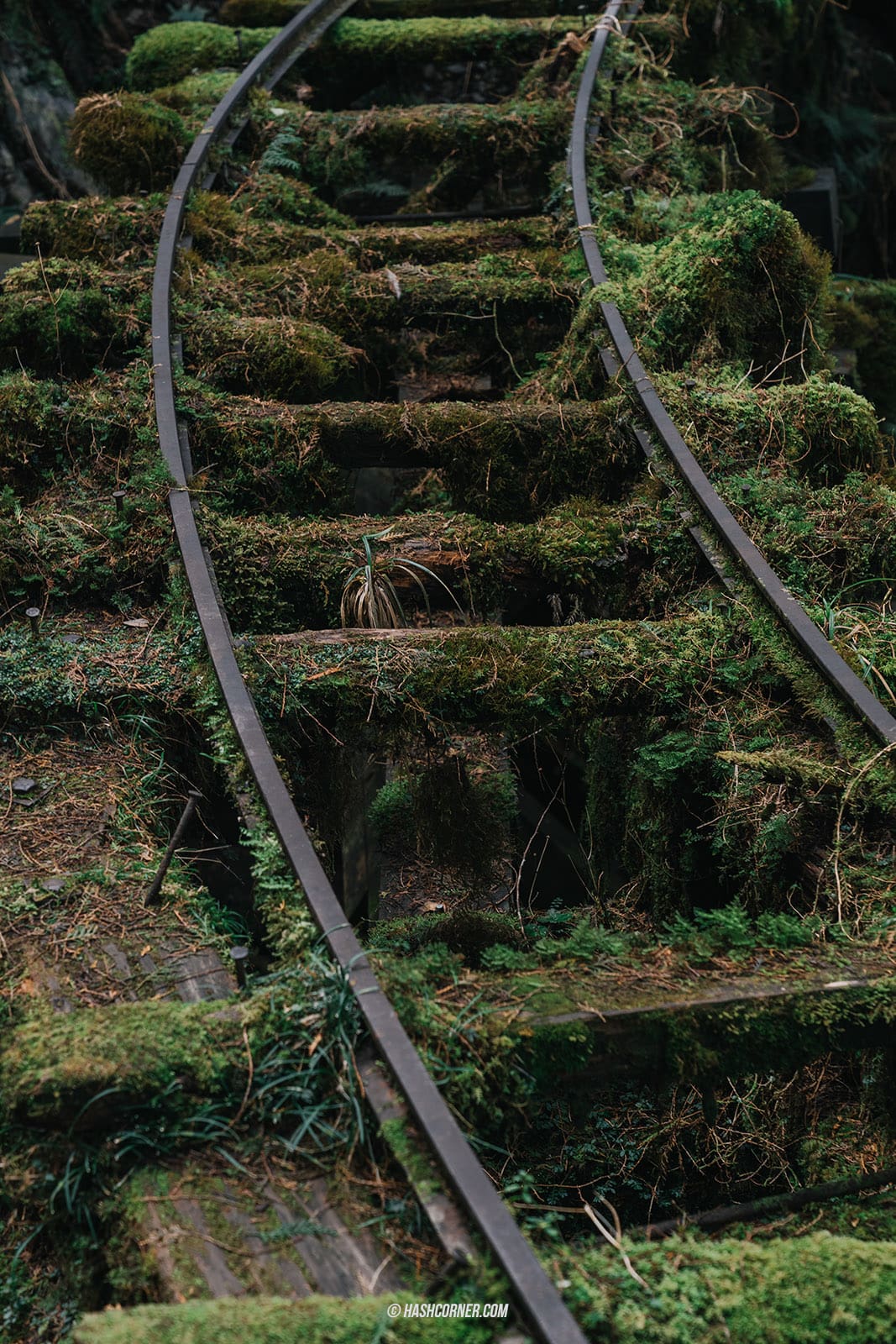 รีวิว ไถ่ผิงซาน (Taipingshan) x ไต้หวัน เที่ยวเดินป่าที่เงียบที่สุด