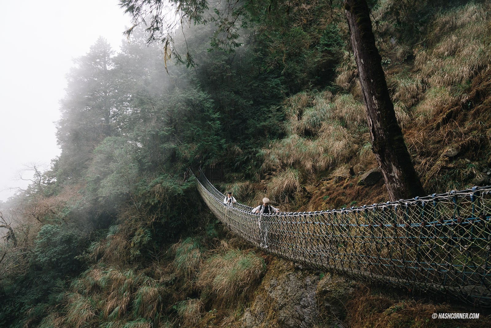รีวิว ไถ่ผิงซาน (Taipingshan) x ไต้หวัน เที่ยวเดินป่าที่เงียบที่สุด
