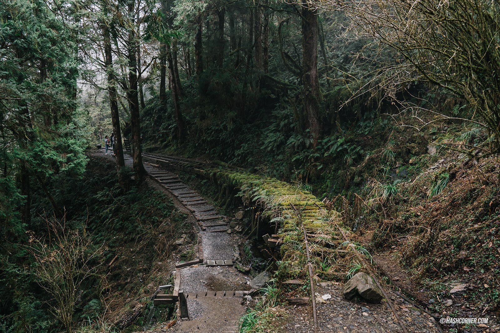 รีวิว ไถ่ผิงซาน (Taipingshan) x ไต้หวัน เที่ยวเดินป่าที่เงียบที่สุด
