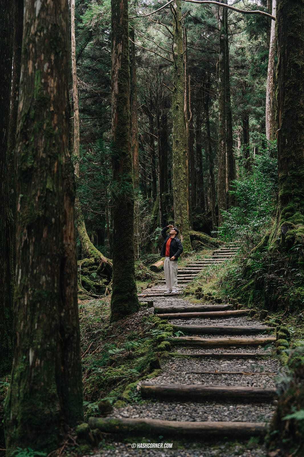 รีวิว ไถ่ผิงซาน (Taipingshan) x ไต้หวัน เที่ยวเดินป่าที่เงียบที่สุด