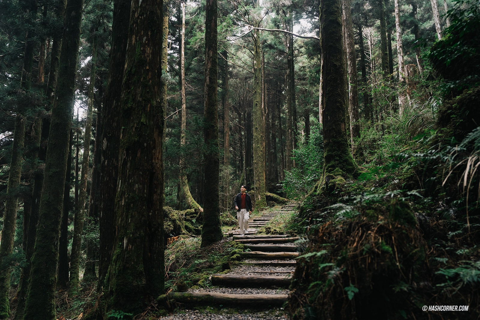 รีวิว ไถ่ผิงซาน (Taipingshan) x ไต้หวัน เที่ยวเดินป่าที่เงียบที่สุด