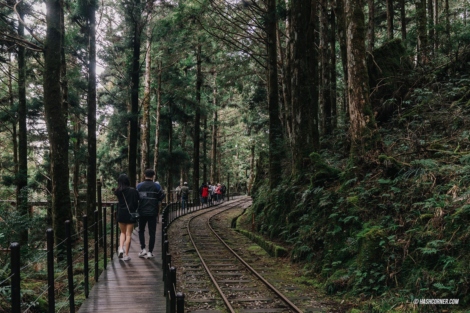 รีวิว ไถ่ผิงซาน (Taipingshan) x ไต้หวัน เที่ยวเดินป่าที่เงียบที่สุด