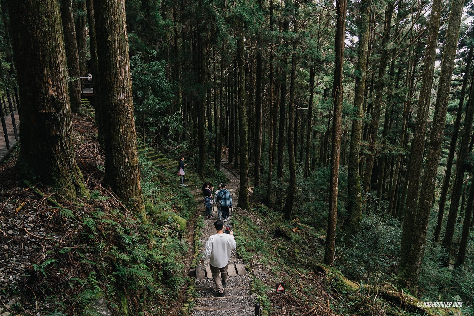 รีวิว ไถ่ผิงซาน (Taipingshan) x ไต้หวัน เที่ยวเดินป่าที่เงียบที่สุด