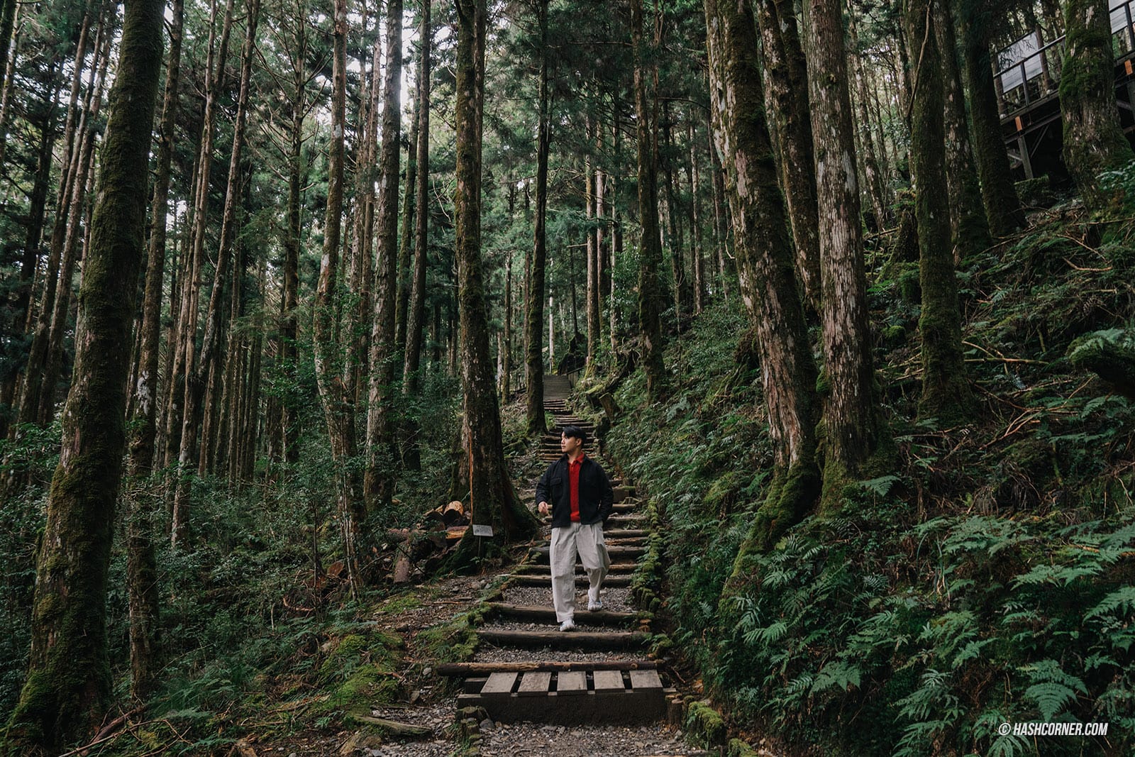 รีวิว ไถ่ผิงซาน (Taipingshan) x ไต้หวัน เที่ยวเดินป่าที่เงียบที่สุด