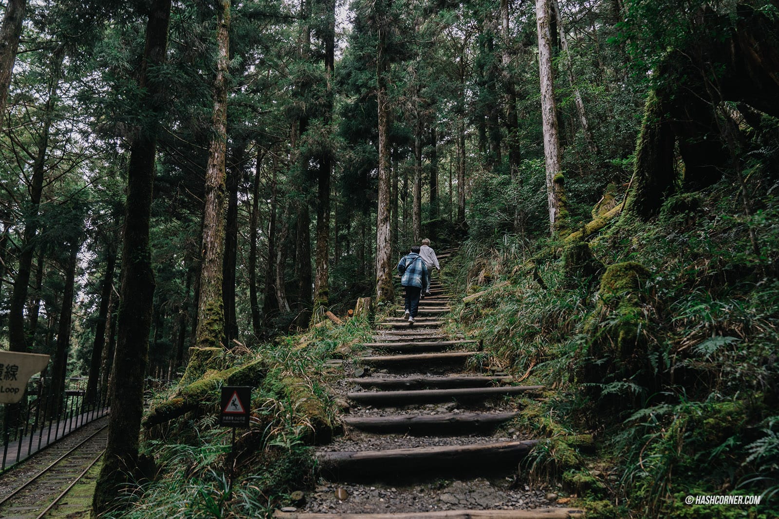 รีวิว ไถ่ผิงซาน (Taipingshan) x ไต้หวัน เที่ยวเดินป่าที่เงียบที่สุด