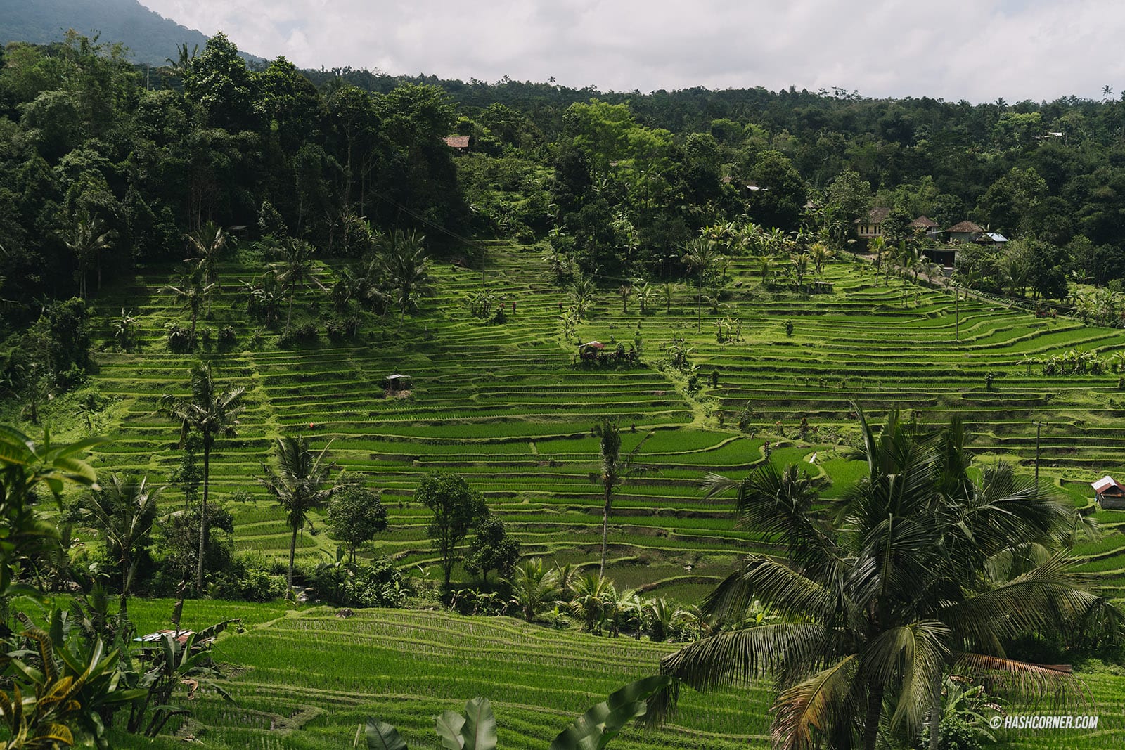 รีวิว นาขั้นบันไดจาตีลูวีห์ (Jatiluwih Rice Terraces) x บาหลี นาขั้นบันไดมรดกโลก