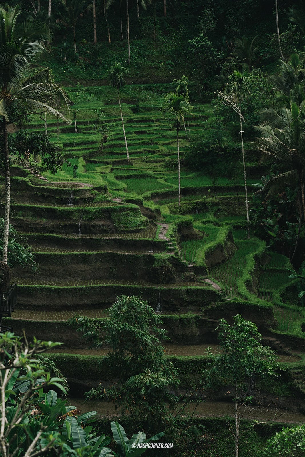 รีวิว บาหลี (Bali) x อินโดนีเซีย เที่ยวจัดเต็มครบทุกแลนด์มาร์ค