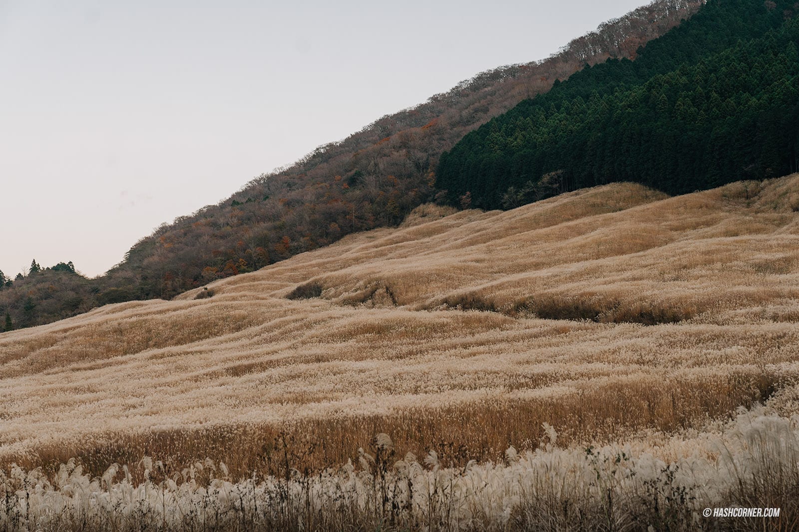 รีวิว ทุ่งหญ้าซูซูกิแห่งเซนโกคุฮาระ (Sengokuhara Susuki Grass Fields) x ฮาโกเน่