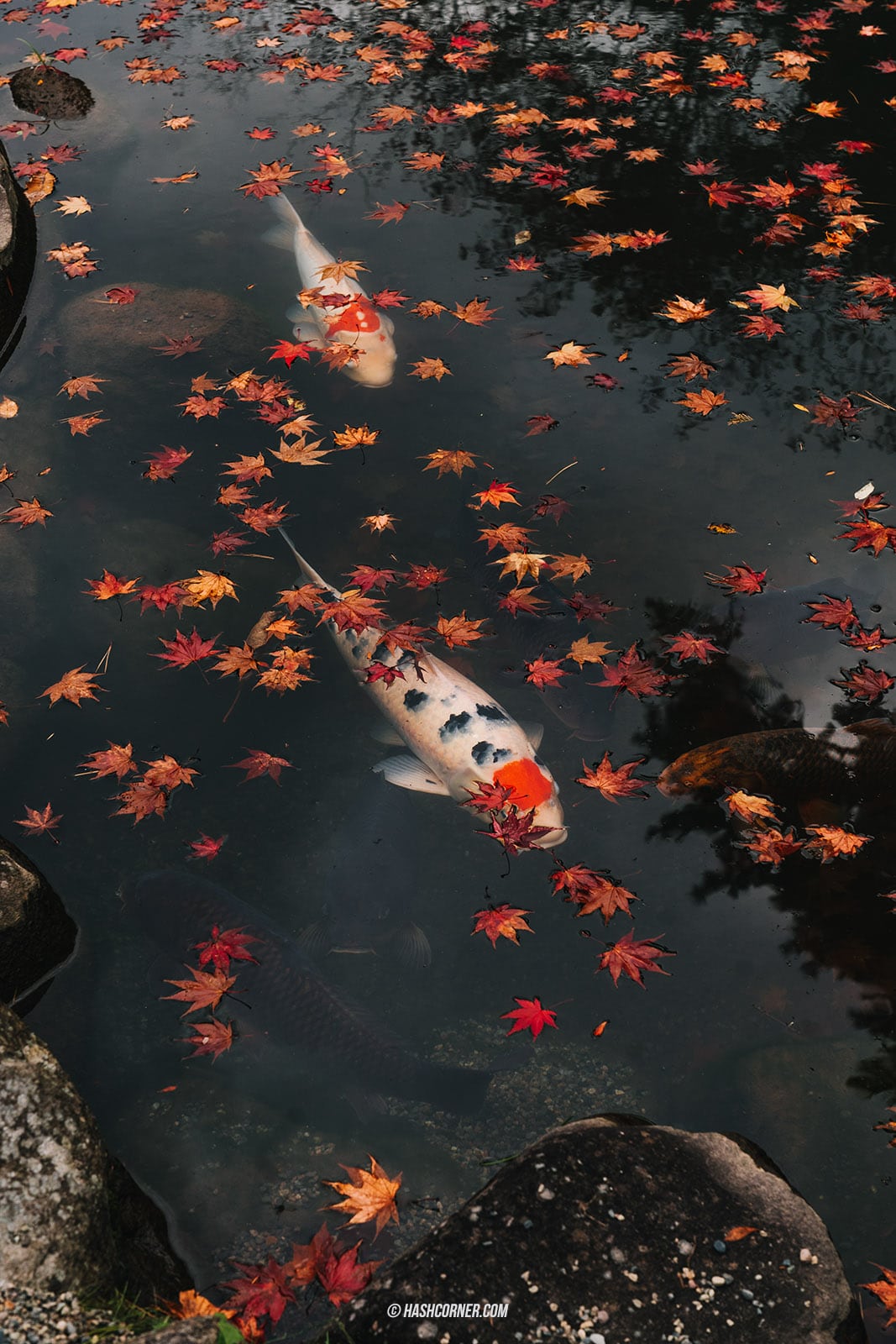 รีวิว นิกโก้ (Nikko) x ญี่ปุ่น เที่ยวเมืองเก่ามรดกโลก