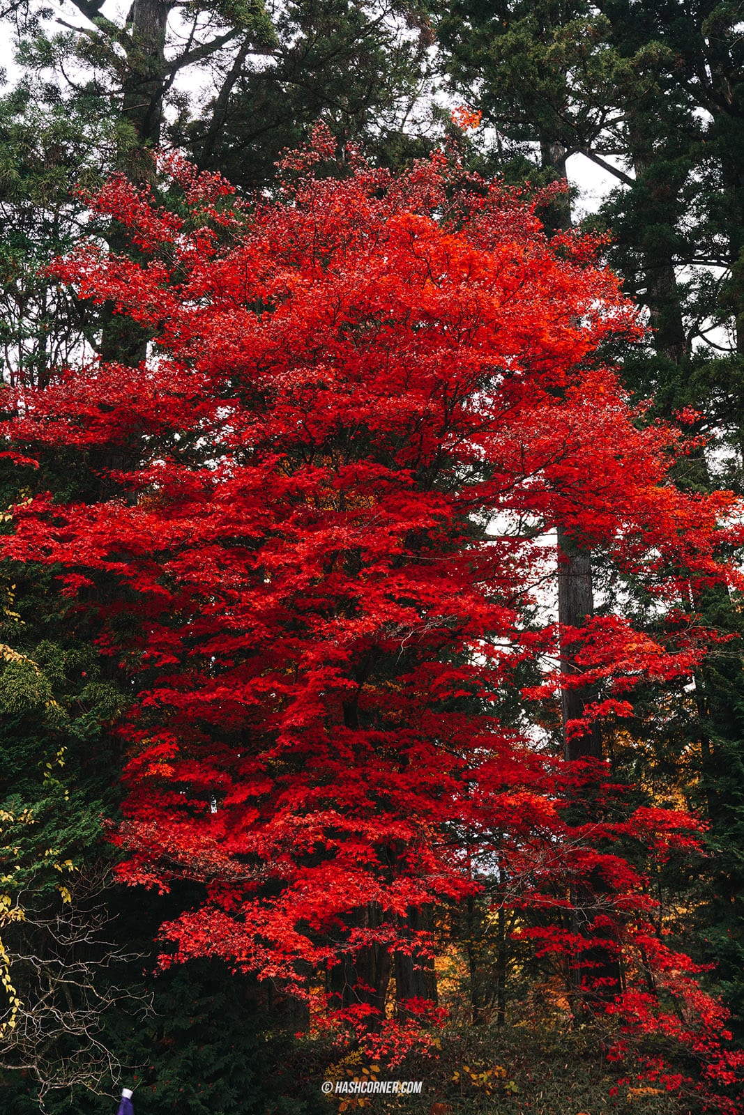 รีวิว นิกโก้ (Nikko) x ญี่ปุ่น เที่ยวเมืองเก่ามรดกโลก