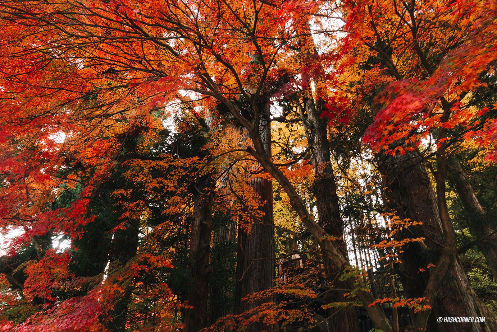 รีวิว นิกโก้ (Nikko) x ญี่ปุ่น เที่ยวเมืองเก่ามรดกโลก