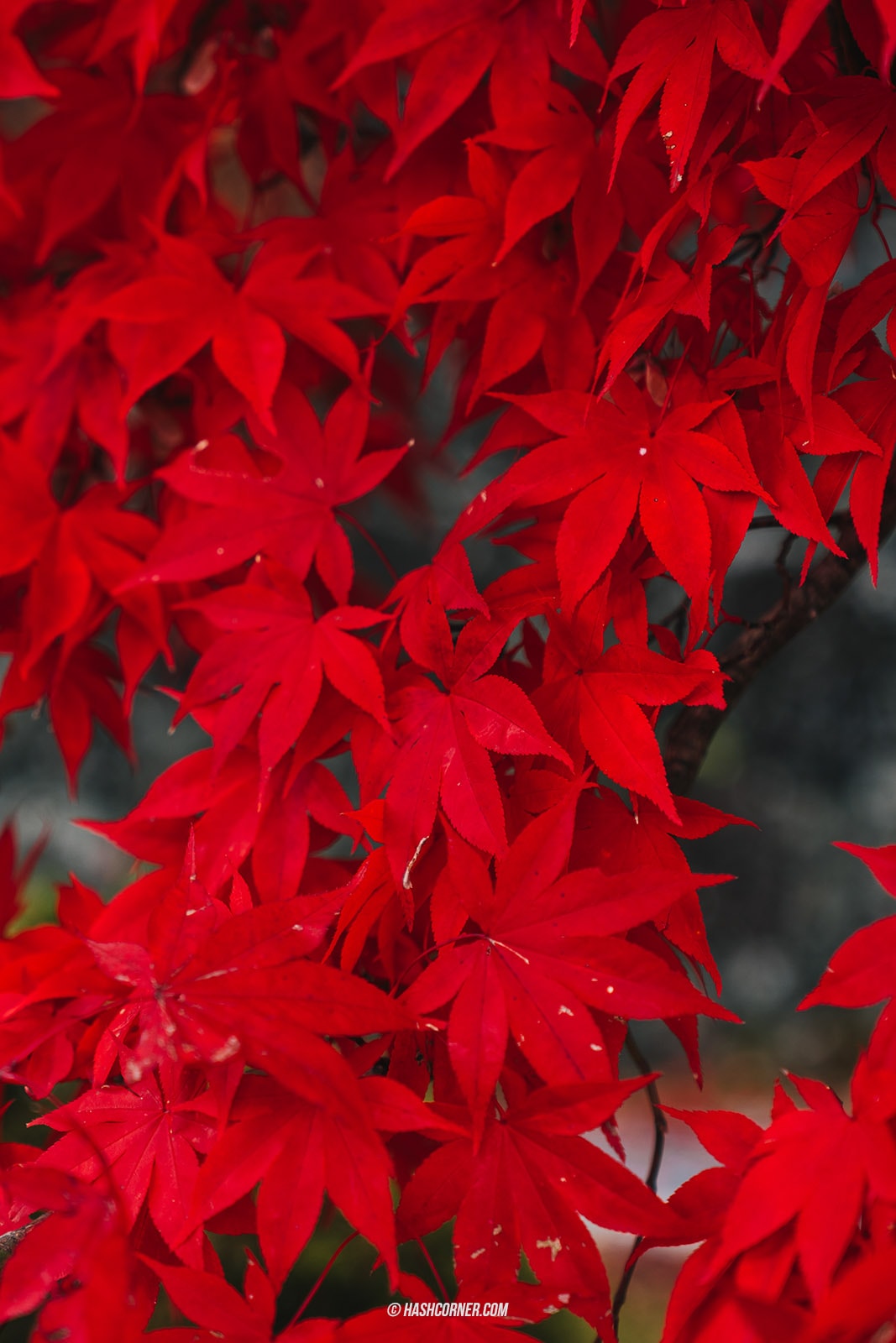 รีวิว นิกโก้ (Nikko) x ญี่ปุ่น เที่ยวเมืองเก่ามรดกโลก