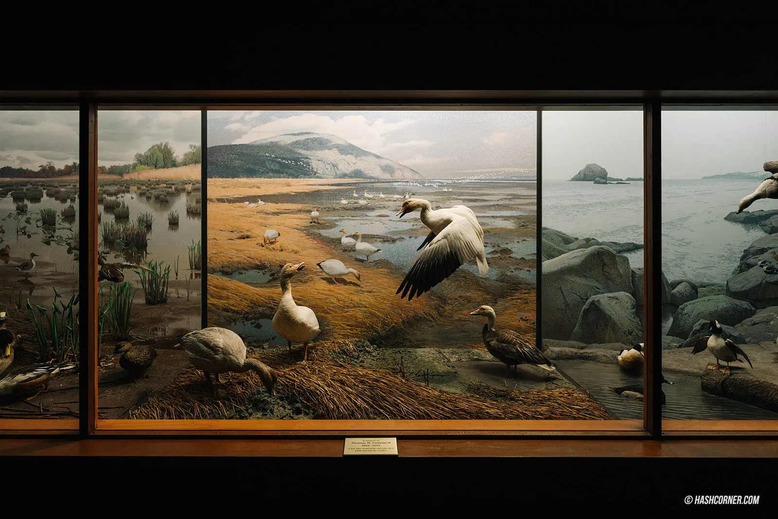 รีวิว American Museum of Natural History x นิวยอร์ก อเมริกา