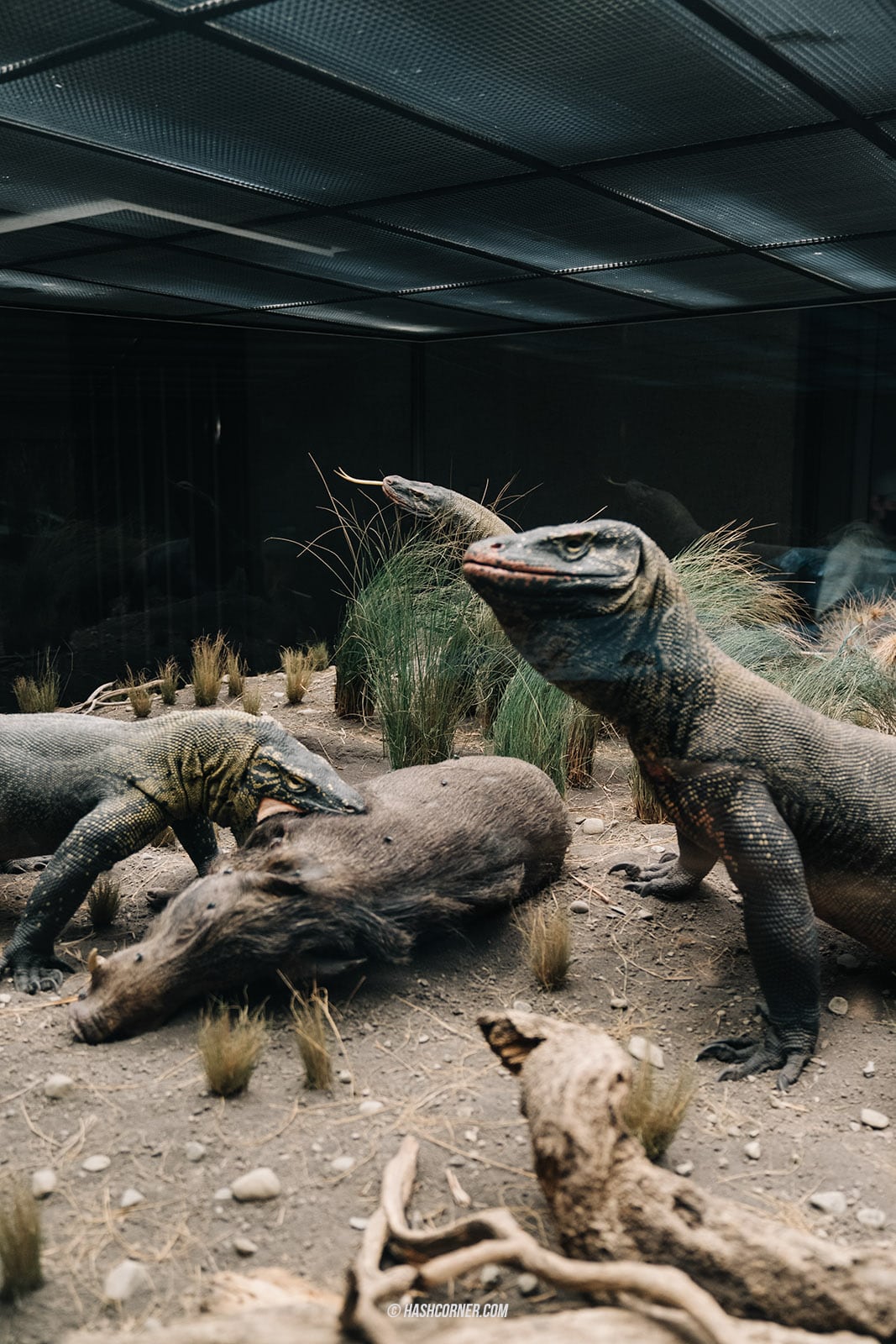 รีวิว American Museum of Natural History x นิวยอร์ก อเมริกา