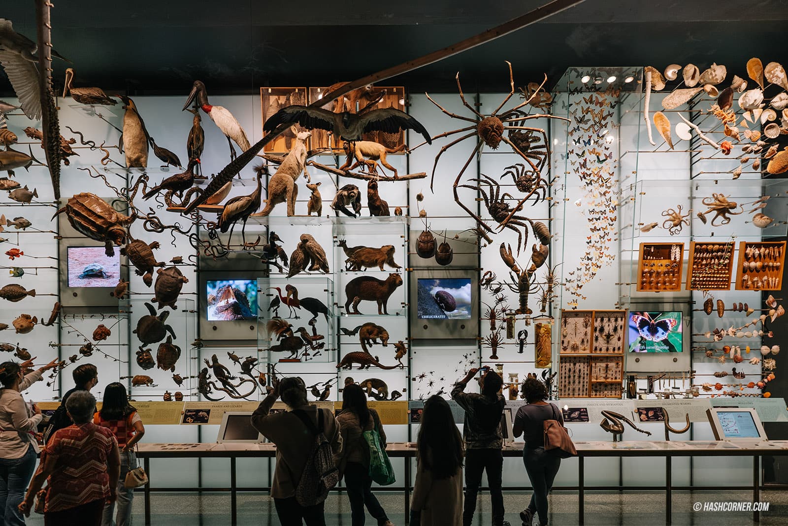 รีวิว American Museum of Natural History x นิวยอร์ก อเมริกา
